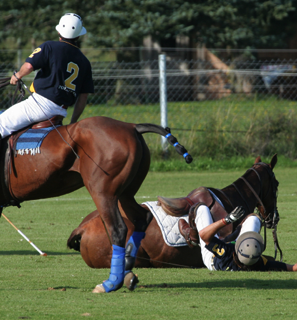 rahorse