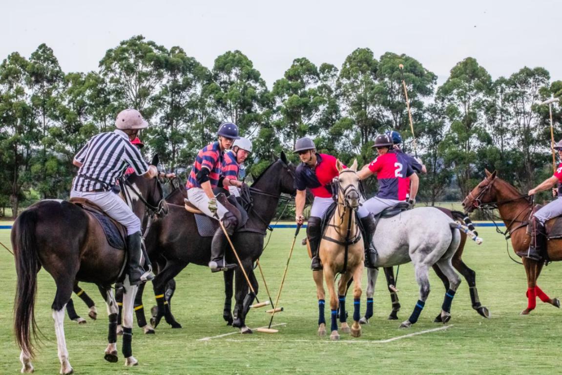 Ashton Polo pony Sale1 3